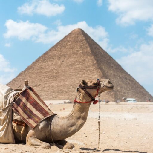 brown camel near pyramid under clear blue sky
